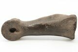 Struthiomimus Phalange (Toe Bone) With Stand - South Dakota #198566-2
